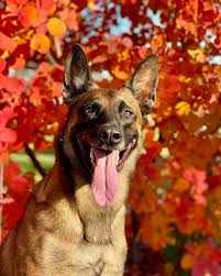 Profile for Mahogany Gamble