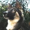 Come see our australian shepherd puppies & other puppies for sale today. 1
