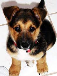 The german shepherd corgi mix is a mixed dog breed between the german shepherd and the corgi. German Shepherd Corgi Mix Exactly What Gray And I Need He Loves Corgis And I Love Shepherds Isn T That A Li Cute Animals German Shepherd Corgi Mix Cute Dogs