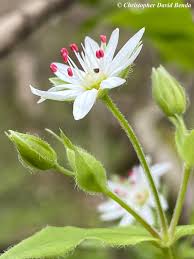 Image result for Stellaria