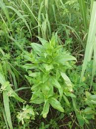 Image result for Guizotia scabra