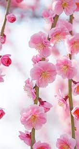pin op flower