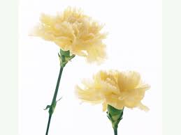 Pin On Flowers In Gardens