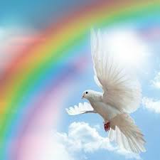 By joanne dahl , carmen luciano, et al. Pin By Carmen Luciano On Nl Vogels Duiven Dove Pictures Gods Love Nature Garden