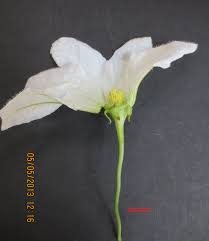 Image result for Coccinia sp. A