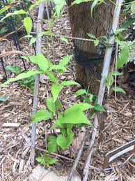 This is often the lowest on the stem or the next three above. My Clematis Are Growing Healthily Then All Of A Sudden I See The Plant Begin To Wilt What Is Wrong By Carol Anderson