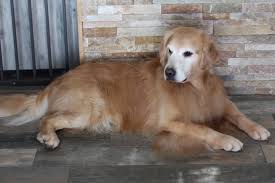 Check out our available english crème, european, british, english golden, & white golden retriever puppies for sale in minnesota. Wyoming Golden Retrievers Home Facebook