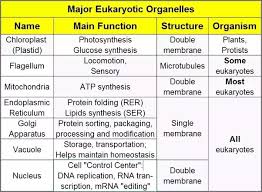 Maybe you would like to learn more about one of these? What Are Structure And Function Of The Organelles Of A Eukaryotic Cell Quora