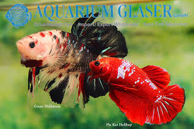 In this video we share about the evolution of hellboy betta fish from the beginning.this wonderfull result was start from a. Betta Splendens Pla Kat Hellboy And Giant Halfmoon Aquarium Glaser Gmbh