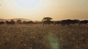 tanzaniasafari-lovebird