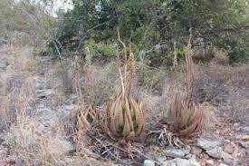 Image result for Aloe aculeata × ortholopha
