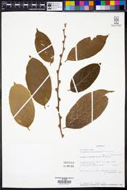 Image result for Bridelia atroviridis