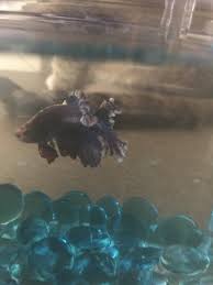 White Curling Betta Fins My Aquarium Club