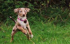 When the american leopard hound has been socialized well and trained it is able to get on well with children. Methods To Train American Leopard Hound Dog Strategies And Techniques For Easy Training Of Pets