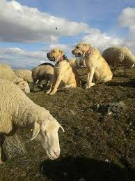 Coban Kopekleri Turkey Dogs Big Dogs Livestock Guardian Dog