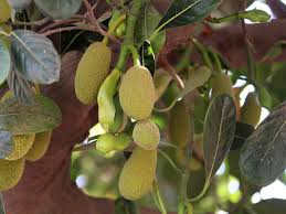 Daun kering ternyata juga bisa dijadikan media lukisan yang. Manfaat Ekstrak Daun Nangka Yang Jarang Diketahui Orang Lifestyle Liputan6 Com