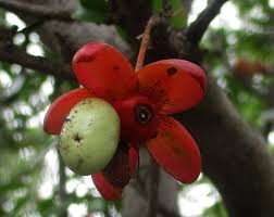 Image result for Ochna inermis