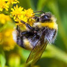 Much smaller ones than other bees like the honey bee. Bumble Bees For Sale Free Shipping Planet Natural