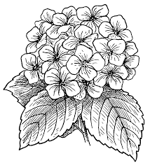 Hydrangea Flowers Drawing Sketch Coloring Page Beautiful Flower Drawings Flower Drawing Flower Coloring Pages