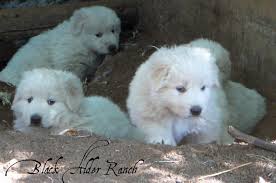 Review how much maremma sheepdog puppies for sale sell for below. Maremma Puppies Black Alder Ranch