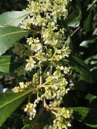 Image result for Catha edulis