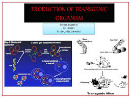 Transgenesis provides the potential for an organism to express a trait that it normally would not. Production Of Transgenic Organism