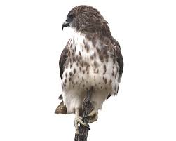 Mar 04, 2010 · based off my experience with the hawks in arizona, i would say the maximum weight would be right around 20 pounds. Hawaiian Hawk Facts Diet Habitat Pictures On Animalia Bio