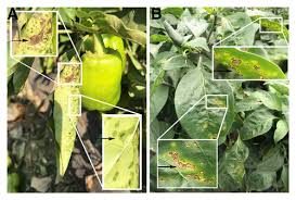 Image result for tomato seedling xanthomonas vesicatoria