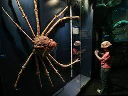 The japanese spider crab (macrocheira kaempferi) is the largest living arthropod. The Nature Geek What S The Big Deal The Japanese Spider Crab Fun Facts About Animals Crab Spider