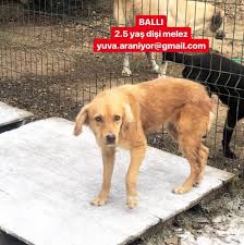 Banu Aydin Adli Kullanicinin Yuva Arayan Cocuklarimiz Panosundaki Pin