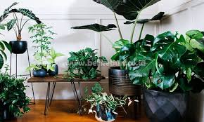 Karena memang ada beberapa jenis jenis tanaman batang keras ada juga yang lunak, selain itu juga ada jenis tanaman hias daun. Jenis Tanaman Hias Bunga Daun Buah Akar Dan Bata