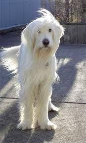 Top 16 Large Dog Breeds Dog Breeds Large Dog Breeds Irish Wolfhound
