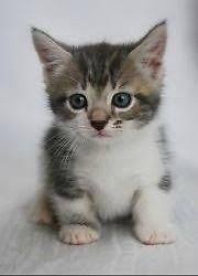 Get a ragdoll, bengal, siamese and more on kijiji, canada's #1 local classifieds. Munchkin Cats For Sale Atlanta Ga 107628 Petzlover