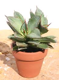 Maybe you would like to learn more about one of these? Lg Dwarf Blue Crested Agave Plant Agave Parrasana Urban Tropicals