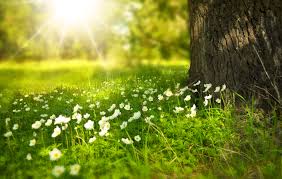 Maybe you would like to learn more about one of these? White Blooming Flower Under The Tree During Daytime Free Stock Photo