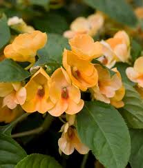 Image result for Impatiens keilii