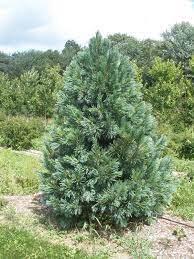 We did not find results for: Vanderwolf Pine And Lumber Google Search Landscape Trees Trees To Plant Trees For Front Yard