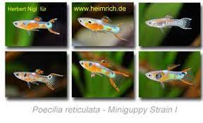Explore tnhieutruc's photos on flickr. Guppy Endler Miniguppy Strain 1 Gem Farbvarianten Guppy Fische Zierfische Aquaristik Studio Heimrich