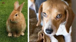 One of the best ways to ensure your rabbit likes you is by feeding him the things he needs the most. Can Beagles Get Along With Rabbits Modern Beagle