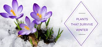So nice to have color in winter. Plants That Survive Winter Greener On The Inside