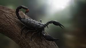 Mortal kombat 9 tag ladder scorpion and stryker hard difficulty. Best 16 Scorpions Wallpaper On Hipwallpaper Scorpions Band Wallpaper Scorpions Blackout Wallpaper And Scorpions Wallpaper 1080p