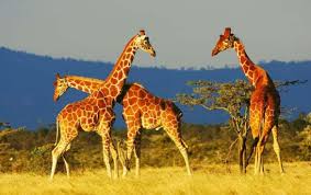 اسعار دخول افريكانو بارك 2020 ورقم الهاتف سفر