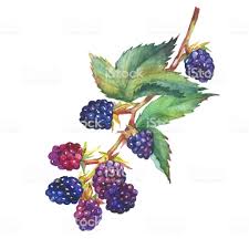 A Branch With Blackberry Fruit Rubus Genus Black Berries Garden Blackberr Botanical Illustration Watercolor Botanical Illustration Color Pencil Illustration