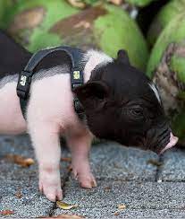 10 Tips For Owning A Teacup Pig | Mom.com