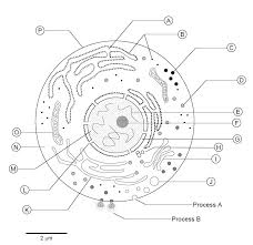 Animal cell vacuoles are much smaller than plant cell vacuoles. Pin By Lindsay Boman On Science Homeschool Cell Structure Cells Worksheet Animal Cells Worksheet