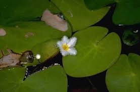 Image result for Nymphoides thunbergiana