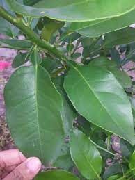 Maybe you would like to learn more about one of these? Rupanya Salah Pilih Daun Limau Purut Patutlah Tomyam Rasa Pahit Ini Cara Yang Betul Kena Tahu Keluarga