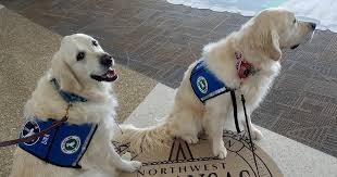 Serviço de adoção de animais de estimação. Xna Starts Therapy Dog Program Passengers React Positively To Pets Talk Business Politics