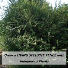 Image result for Bersama lucens