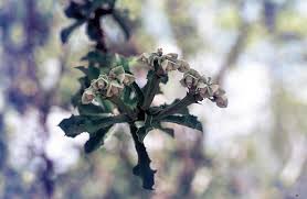 Image result for Monadenium filiforme